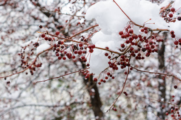 istock Frozen rowan berries on branches covered with snow. Winter landscape. 1287087603