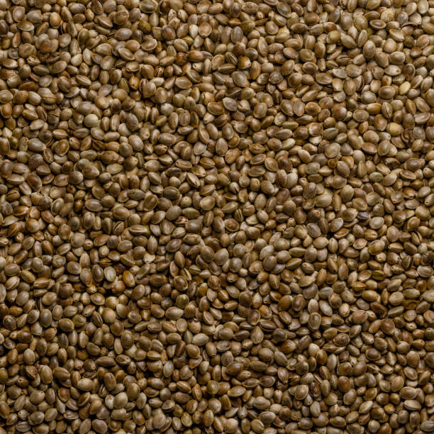 graines entières de chanvre, graines de chanvre, fond carré en forme, photo de nourriture - hemp seed nut raw photos et images de collection
