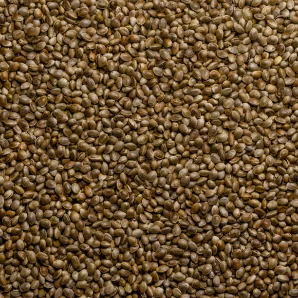 Whole hemp seeds. Square shaped background and surface with raw fruits of Cannabis sativa. High in complete protein and great source of iron. Backdrop. Macro, food photo, top view, from above.