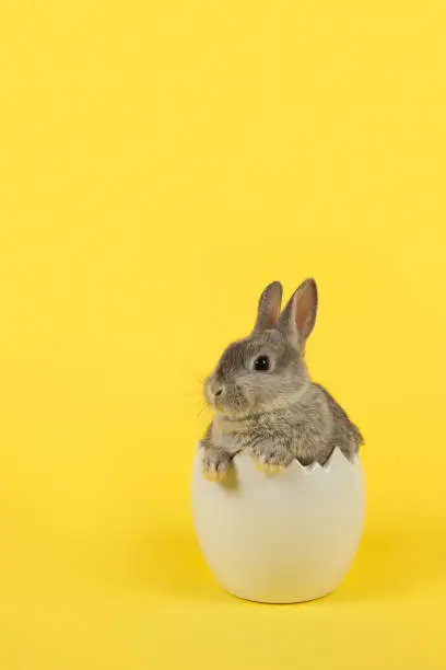 Photo of Cute grey rabbit seen from the front on a green and yellow background
