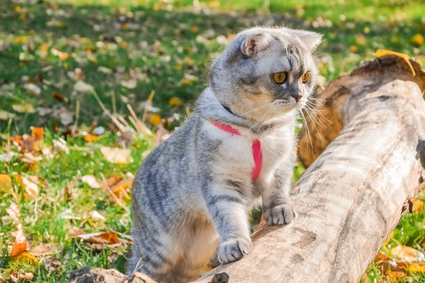istock beautiful fluffy cat walks in the autumn forest with a collar. cat sitting on a tree 1287091955