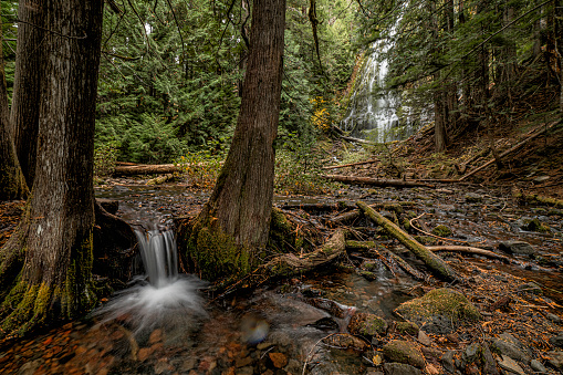 Ferns, moss  and pine forest surrounding Proxy Falls