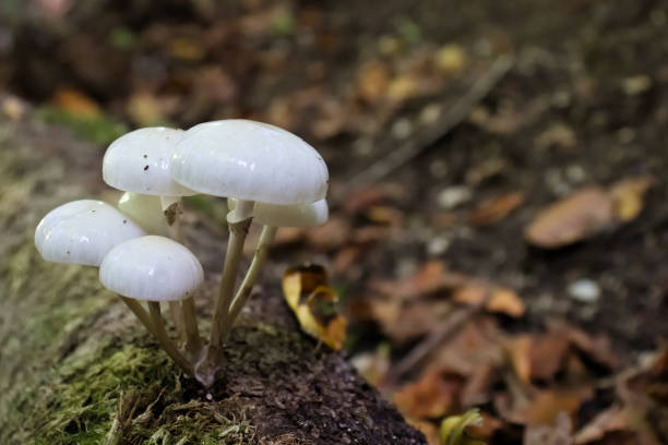 istock White mushrooms growing on mossy log in forest. 1287093378