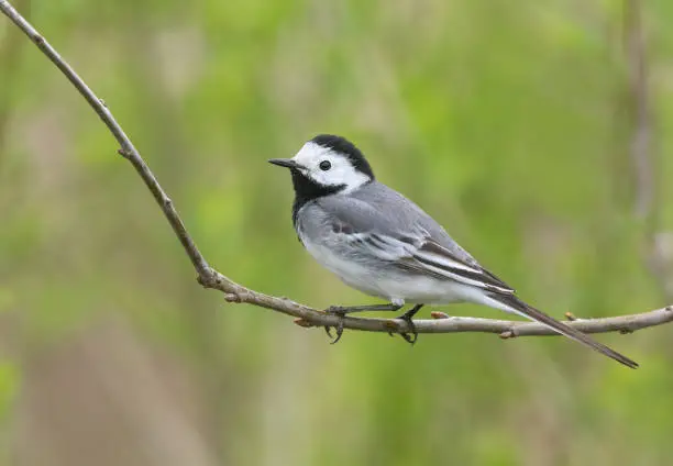 White wagtail (Motacilla alba) perching on a twig.