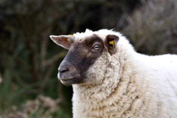 istock Close up of a sheep with a dark head 1287094235