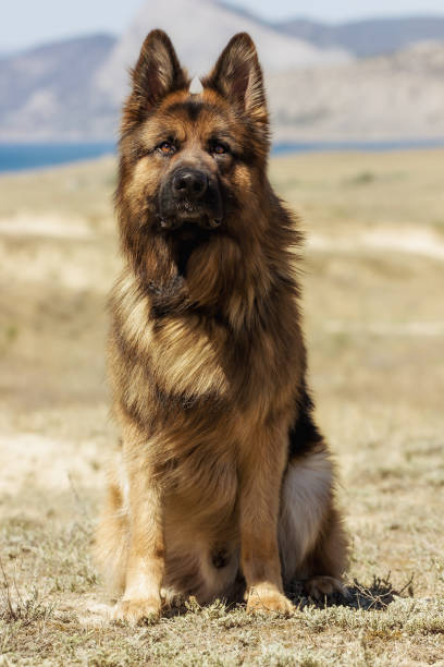 istock Dog Breed German Shepherd With Expressive Look 1287094945