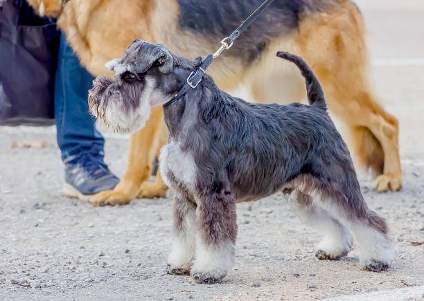 istock Dog Breed Mittel Schnauzer getting ready for the show team stand. 1287095184