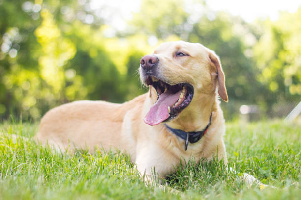 istock Smiling labrador dog in the city park 1287097611