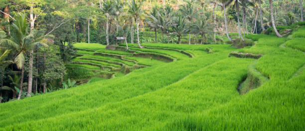 istock View of Rice Terraces, Bali, Indonesia. 1287097747