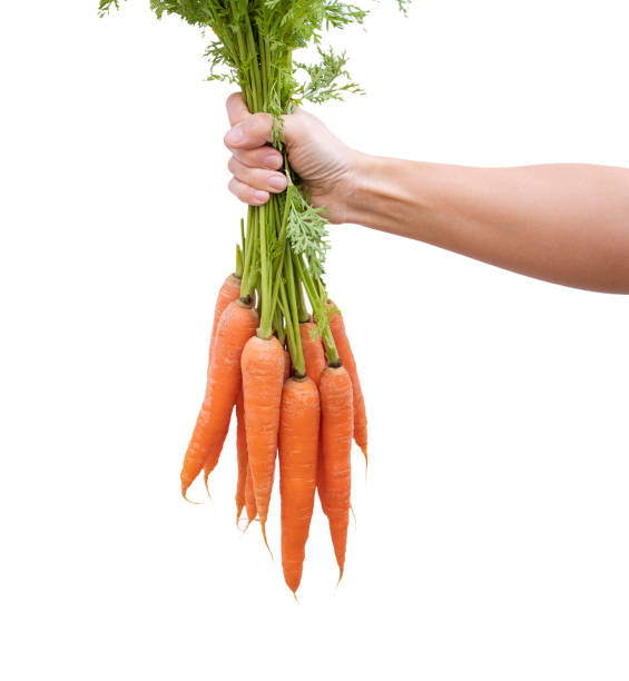 istock hand holding carrots isolated on white 1287097866