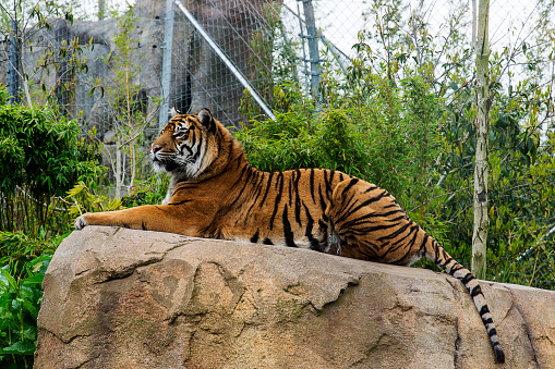 Captive Tiger resting on a rock