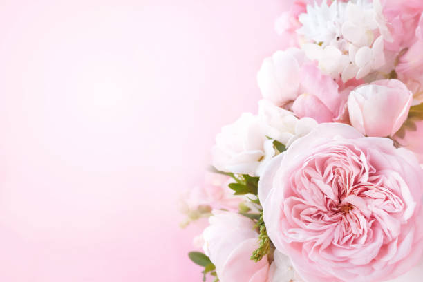 istock Delicate blossoming pink rose frame, blooming flowers pastel festive background 1287098202