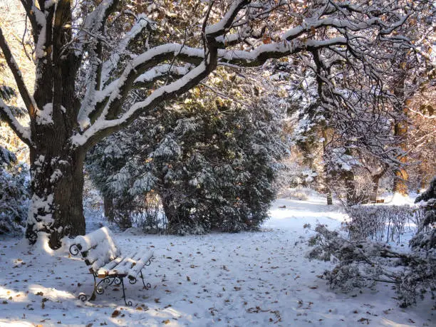 Photo of Beautiful winter park with bench.