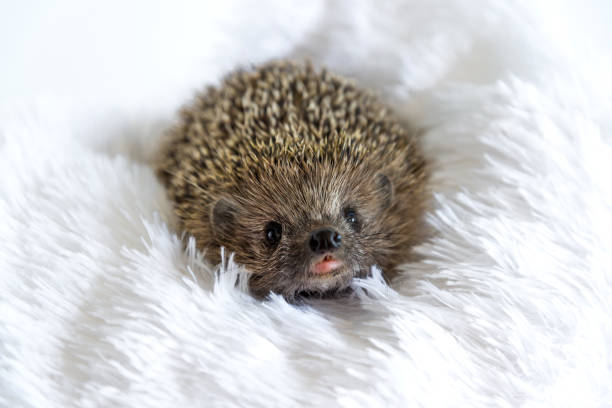 istock Cute happy wild hedgehog lying on soft blanket and smiling on a white background. Prickly animal resting and posing on bed. Protection and domestication of forest animals. Space for text. Copy space. 1287099083