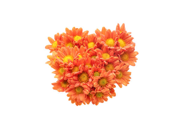 Pictured a bouquet of chrysanthemum in a white background.