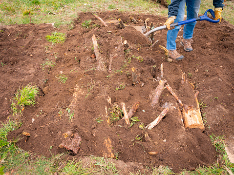 Person Adding Soils over the Logs for Hügelkultur Gardening