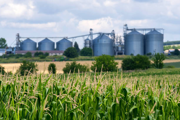 istock Defocused silos in a farmland. 1287100476