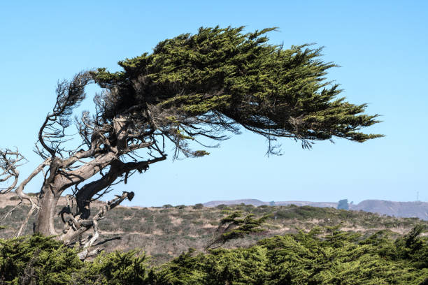 In the windy capital we see the funny shape on the trees. Even with strong windy they stand strong