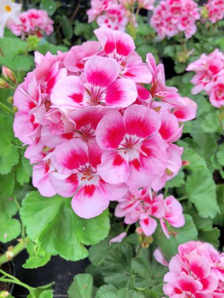 istock Pink French Geraniums 1287105344