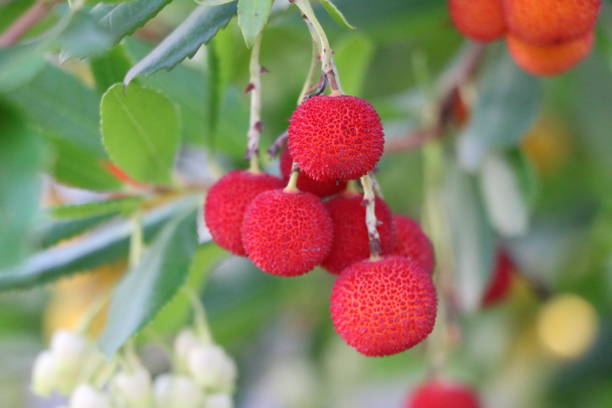 Strawberry tree with red fruits in autumn, Germany