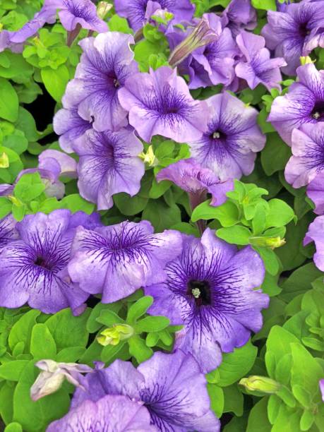 istock Petunia Million Bells flowers 1287107868