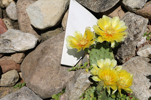 Opuntia humifusa with yellow flowers in the rock garden, Germany