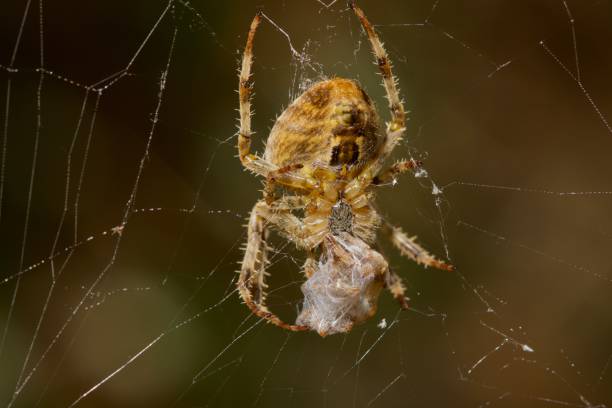 istock Female cross orb weaver spider wraps a male orb spider in silk while in her web 1287108077