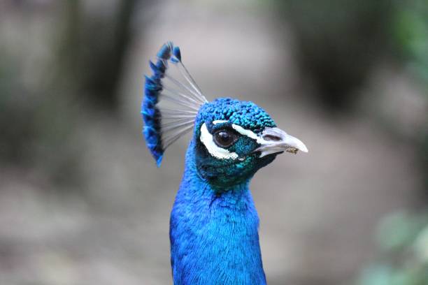 istock peacock bird - pavo cristatus 1287108107