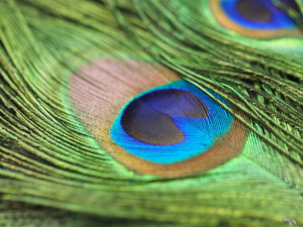 istock Close up macro shot of peacock feathers 1287109991