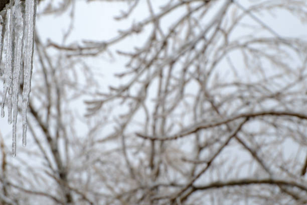 Freezing rain. Blurred Icy tree branches after an icy rain. Natural disaster. Selective focus on the icicles.