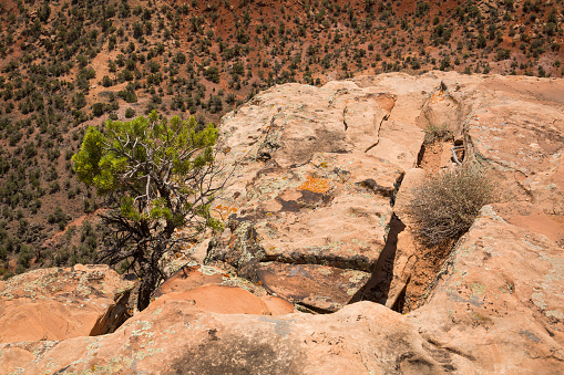 A pinyon pine trees grows in a crevice in the desert landscape of Colorado National Monument