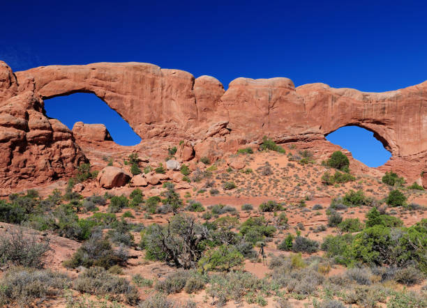 vista attraverso la finestra nord e sud arches national park utah in una soleggiata giornata estiva con un cielo blu chiaro e alcune nuvole - clear sky branch tree trunk uncultivated foto e immagini stock