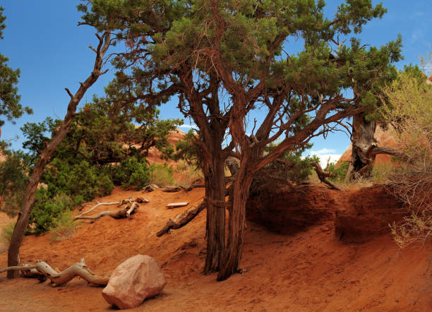 escursioni sul devil's garden trail nell'arches national park utah in una soleggiata giornata estiva con un cielo blu chiaro - clear sky branch tree trunk uncultivated foto e immagini stock