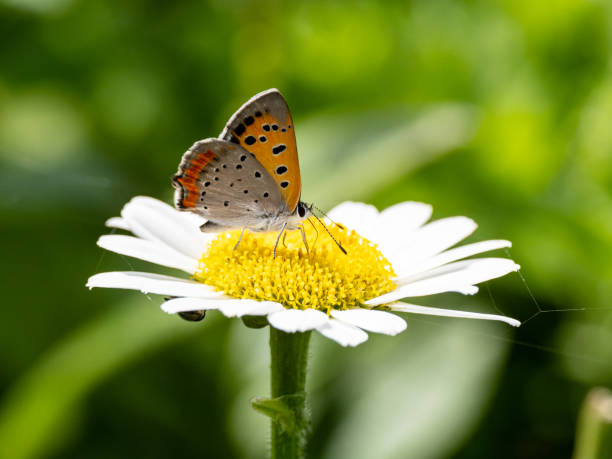 istock Japanese copper butterfly on a white daisy 1 1287112069