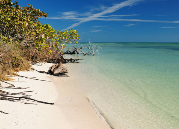 istock Tropical Beach On The Silver Trail In Bahia Honda State Park 1287112108