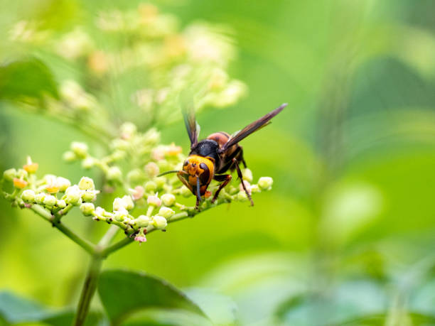 istock Japanese giant hornet or murder hornet 1 1287112185