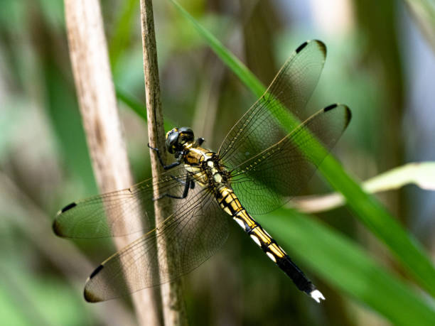 istock female white-tailed skimmer dragonfly perched 2 1287112220