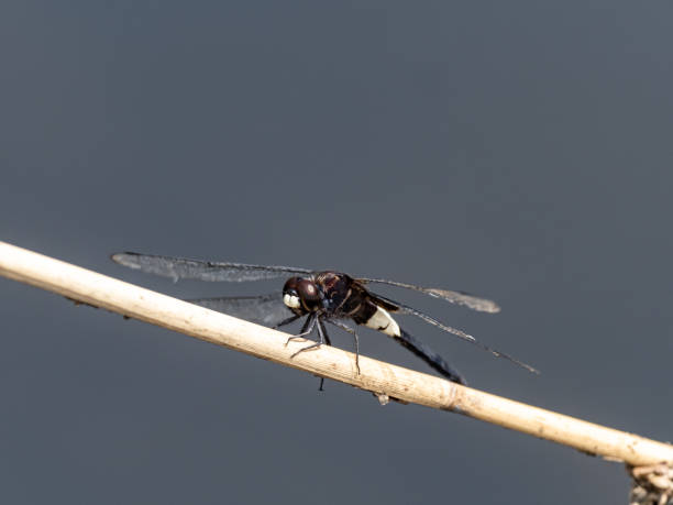 istock pied skimmer dragonfly on a small dry stick 3 1287112225