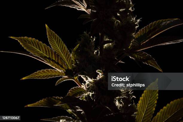 Marijuana Close Up Stock Photo - Download Image Now - Black Color, Cannabis Plant, Cannabis - Narcotic