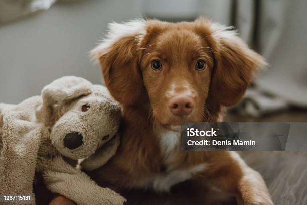 Portrait Of Brown Puppy Of Nova Scotia Duck Tolling Retriever Lying Next To His Toy Stock Photo - Download Image Now