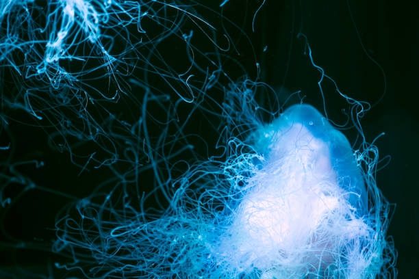 Crystal Jellyfish in dark water