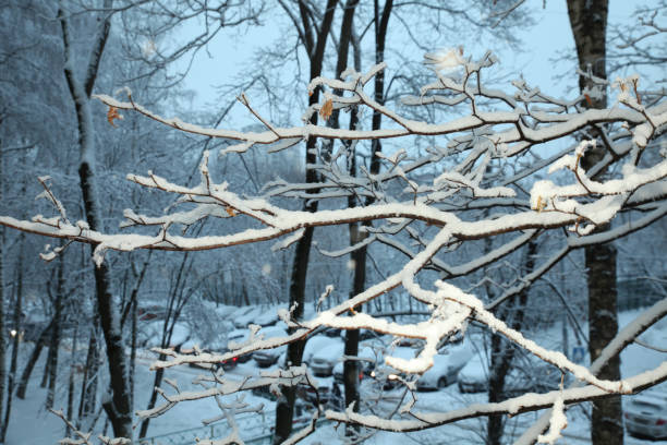 istock Winter weather, all cars, tree branches after a snowfall. Moscow. 1287117561