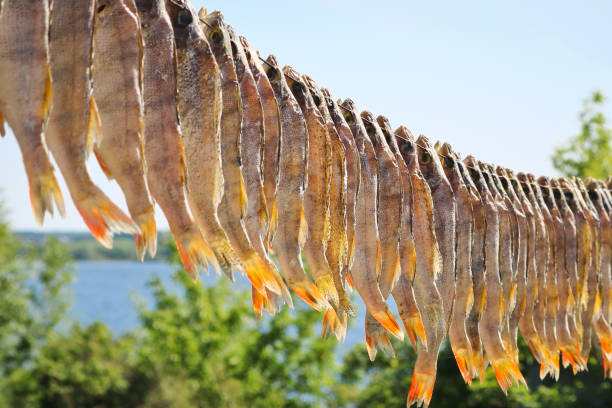 salted freshwater fish (perches) are hung on a wire outdoors and dried. dried salted fish. delicacy. beer snack. - close to food and drink yummy food imagens e fotografias de stock
