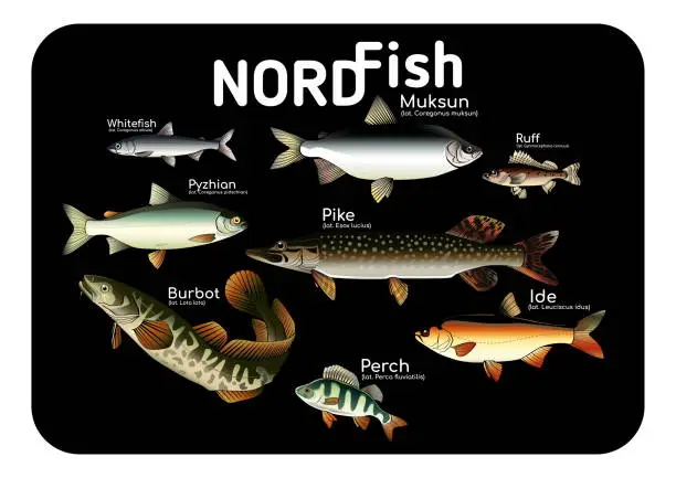 Vector illustration of Set of fish on a black background