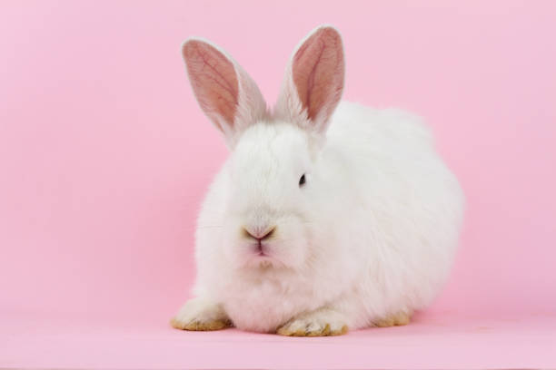 istock small white rabbit on a pastel pink background . Concept for the Easter holiday. A live hare looks at the camera in close-up 1287120070