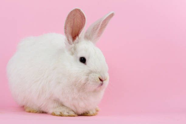 istock small white rabbit on a pastel pink background . Concept for the Easter holiday. A live hare looks at the camera in close-up 1287120165