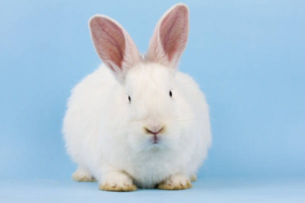 istock a small white fluffy rabbit on a blue background . Easter Bunny on a trendy blue background concept for the Easter holiday, close-up 1287120332