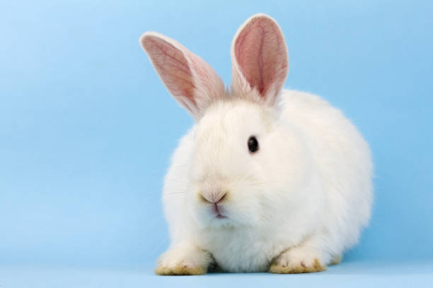istock a small white fluffy rabbit on a blue background . Easter Bunny on a trendy blue background concept for the Easter holiday, close-up 1287120448
