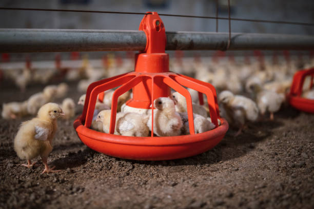 istock Baby broiler chicken in large professional farm. 1287120708