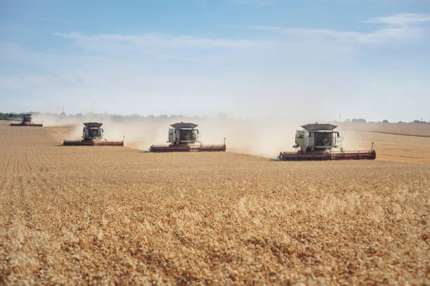istock Group of combine machines harvesting large agriculture fields. 1287120718